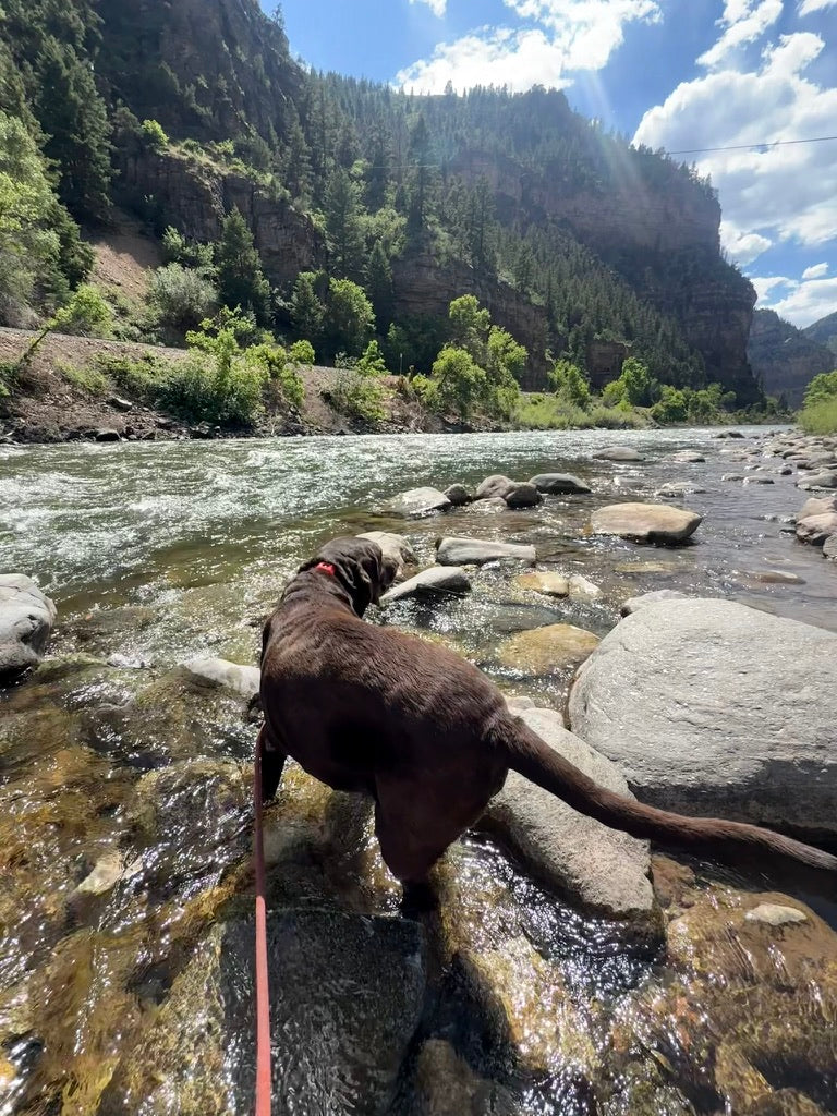 Jack in a mountain lake with a stick