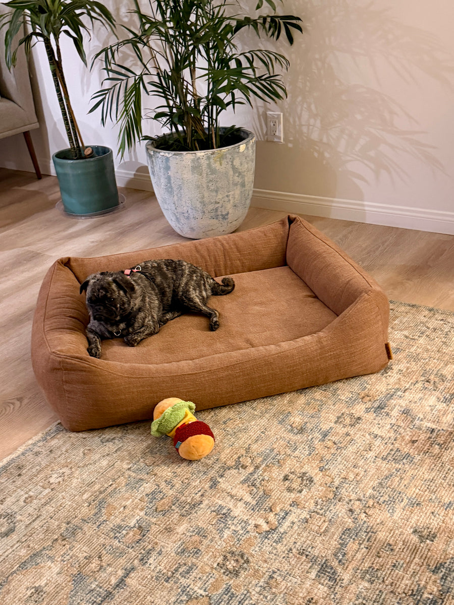 Gigi, a small dog, resting on The Lounge