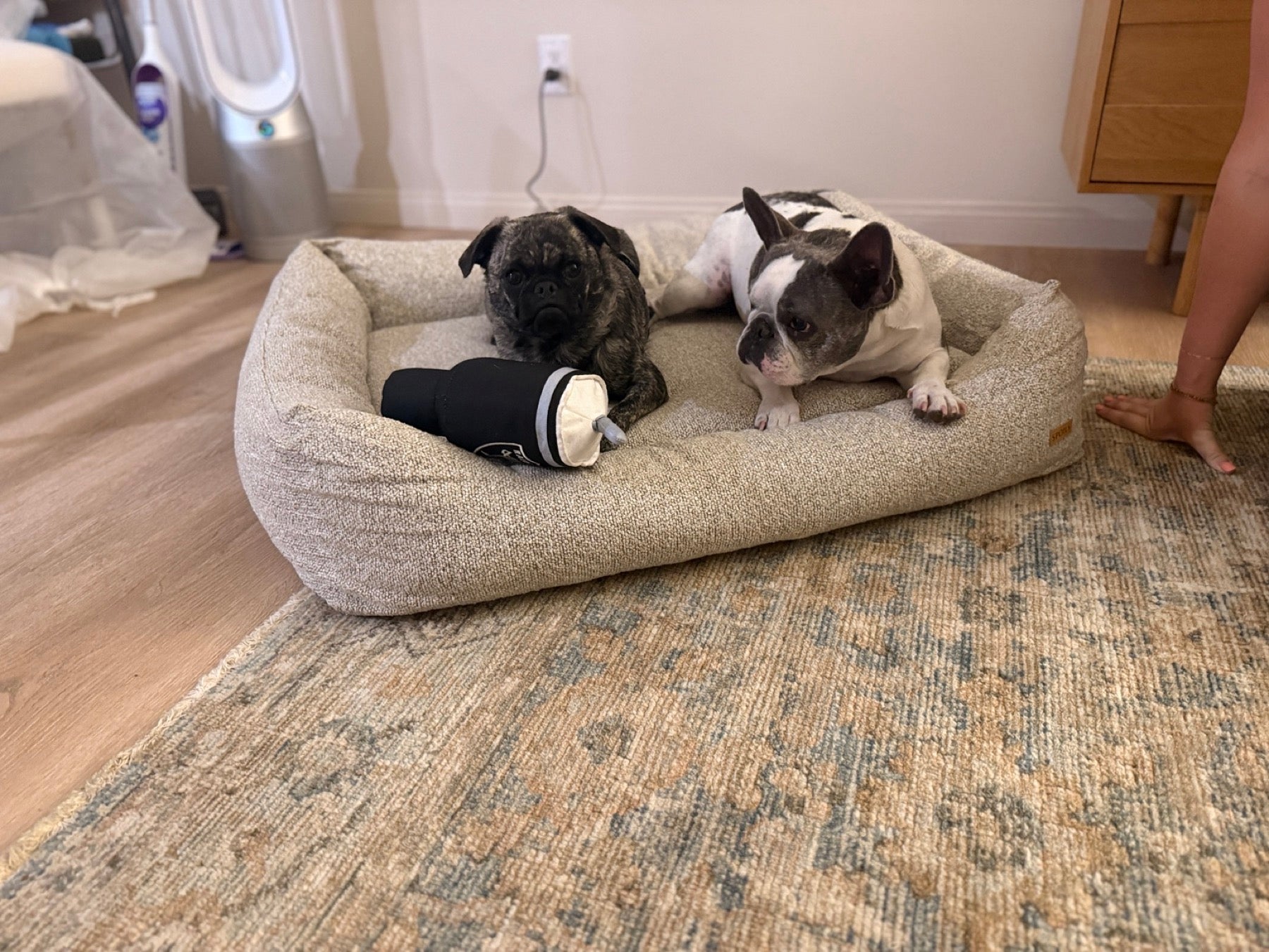 Two dogs sharing The Lounge