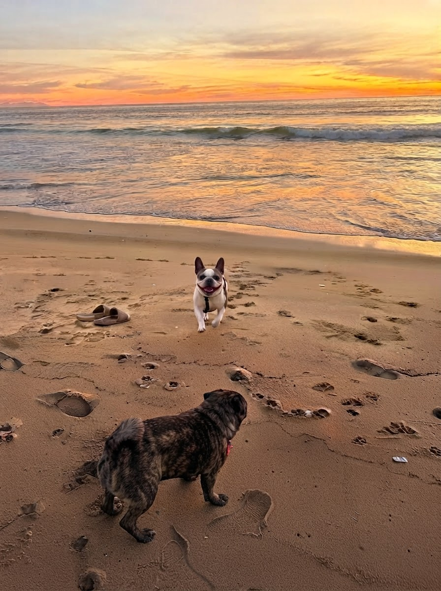 Kobe and Gigi running on the beach at sunset