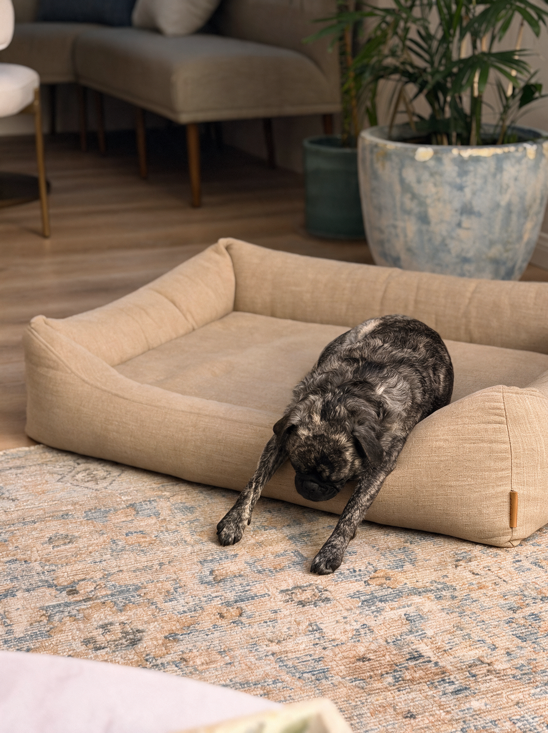 Brindle dog stretching out of The Lounge