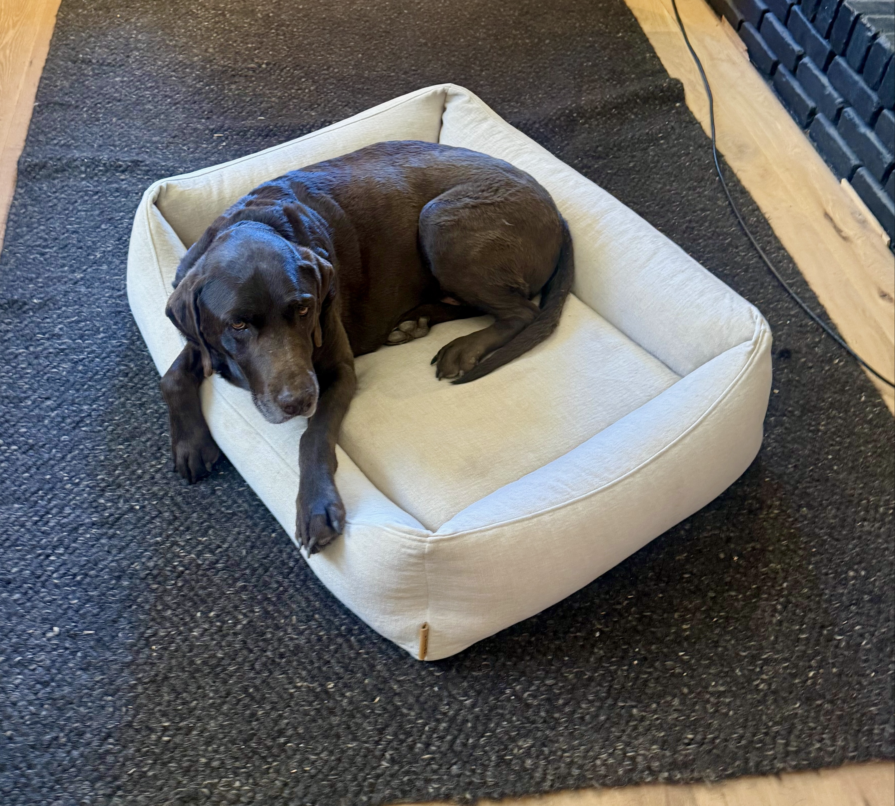 Dog resting in The Lounge