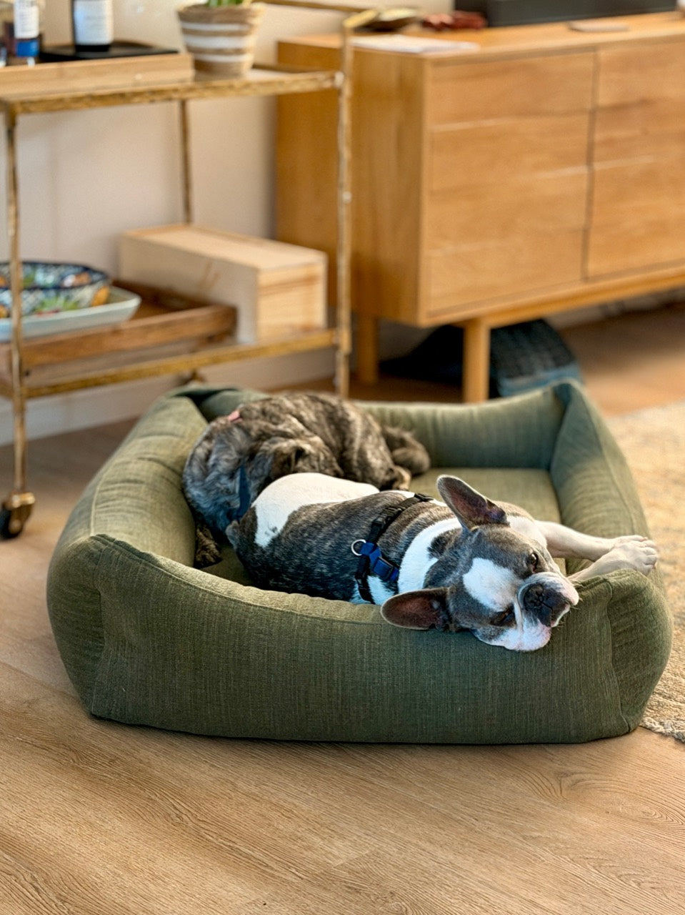Two dogs sleeping in the Grove Linen Lounge