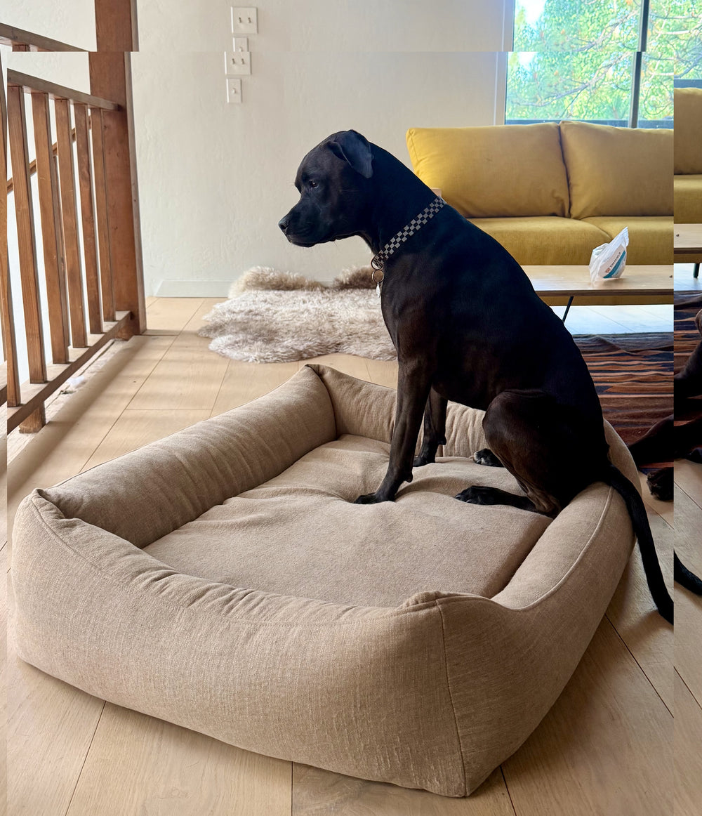 Gigi claiming the Desert Linen Lounge