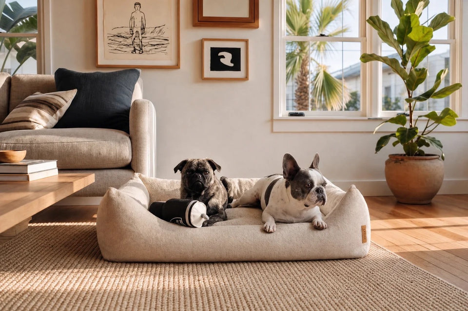 The Lounge in a sunlit living room with dogs claiming it
